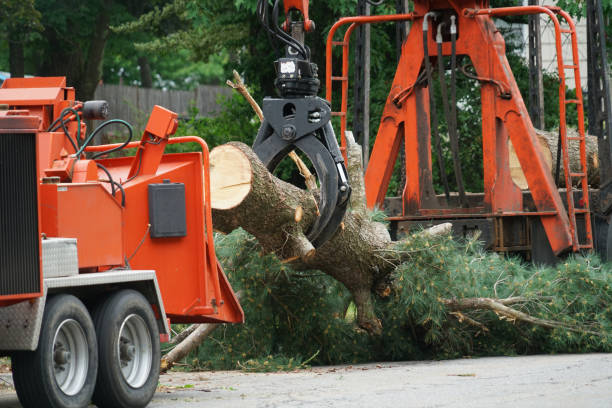 Trusted Williston, ND Tree Services Experts